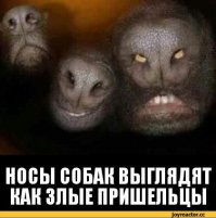 10 вовремя сделанных снимков, на которых собаки выглядят гигантами