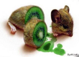 Киви, это недозрелые мышки: