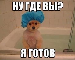 20 уморительных снимков, которые доказывают, что «животные» и «вода» - понятия несовместимые!