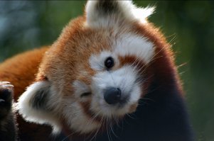На хвост глянь
