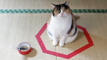 Один в лесу: 5 лучших ловушек для выживания