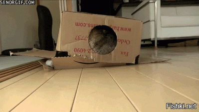 все прекрасно знают, что коты обожают картон и нет ничего круче чем картонная коробка для кота