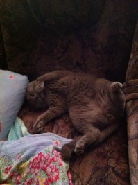 9 причин, почему вам нужно завести кота