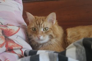 а мой рыжий засранец любит возле ребенка поваляться))) правда всегда это делает тактично и осторожно)