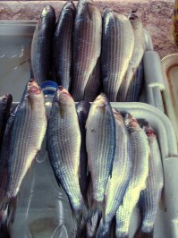 Очень вкусная в Крыму хамса, рыбацкий, сухой посол и, конечно, свежая кефаль.Кефаль пожарить на решетке, на мангале - прелесть! Быстро и вкусно.