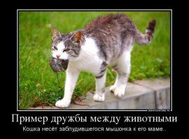 Пес и крыс: самая милая дружба