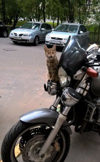 Х4 Хондочка, кстати, на мото лет десять уже - без аварий и почти без происшествий :)