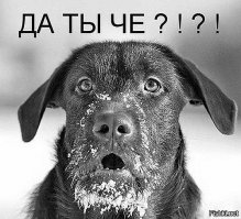 Привет из дурки