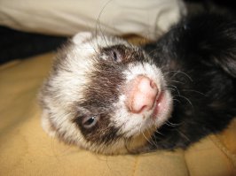 Вы не знаете,что есть хорёк.Вот где писец!