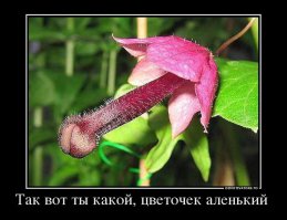 11 сумасшедших игрушек для взрослых, в существование которых сложно поверить