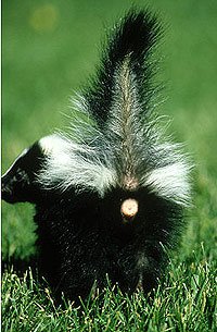 А как же это милый дружок??)))
(Скунс)