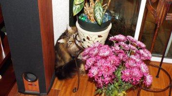 Мой цветовод-любитель.