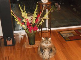 Мой цветовод-любитель.