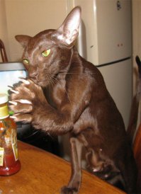 15 котов, которые больше похожи на людей