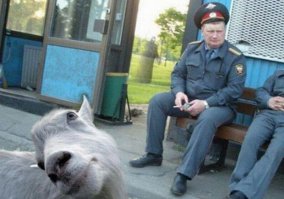 СЕЛ ФИ ВНОВЬ ПРИБЫВШЕГО НАПАРНИКА