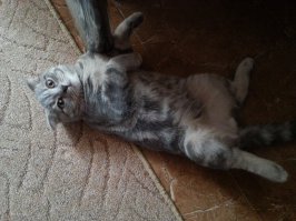 это наш- чего стало и каким был