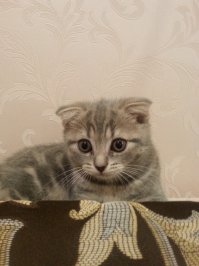 это наш- чего стало и каким был