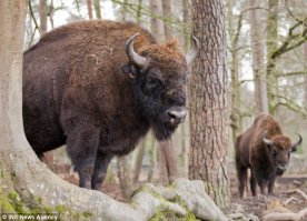 Зубры живут ИСКЛЮЧИТЕЛЬНО в Беларуси бобры же не только, бобры на трешки были, ну а зубры, как полагается, на сотне ;)  а за стихи плюсик :)