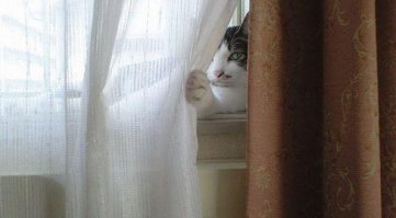 Присматривает