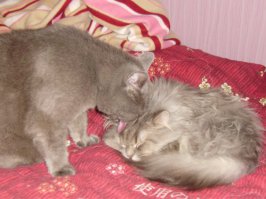 13 аргументов, почему вам нужно завести еще одного кота