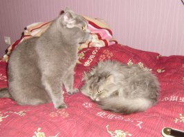 13 аргументов, почему вам нужно завести еще одного кота