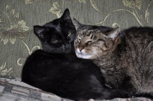 13 аргументов, почему вам нужно завести еще одного кота