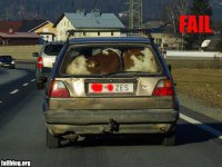 25 безумных фотографий, которые могли быть сделаны только в России