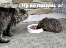 Ёжики
