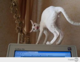 раньше были поддельные смс-переписки. 

фантазия у народа не дремлет.