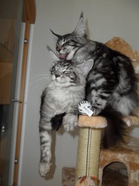 У меня две кошки, раньше всегда думала что и одной достаточно, но понаблюдав за моими двумя, как они день проводят, пришла к выводу, что им вдвоём таки да интереснее. Они и спят вместе и играют, есть свой ранг и правила между ними (например одна попрошайничает за двоих, а другая всегда принимает на себя гнев пробуждения хозяина), они учаться друг у друга и вместе ходят на охоту (ловить мух)