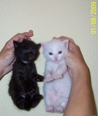 13 аргументов, почему вам нужно завести еще одного кота