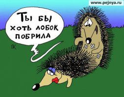 Ёжики
