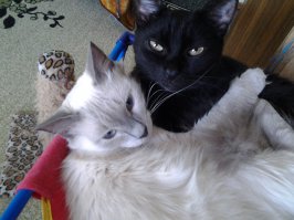 Совершенно согласна с автором,кошкам нужна компания из себе подобных. У меня их четверо.Им не скучно,у них свои дела и развлечения.