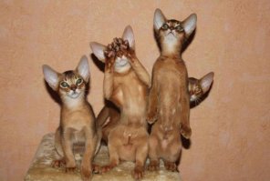 Мгого котов - просто офигительно !