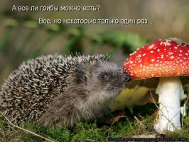 Ёжики