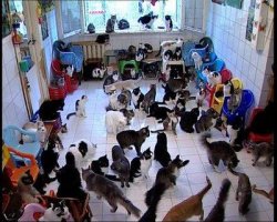 Главное без фанатизма , а иначе .... 130 кошек в квартире