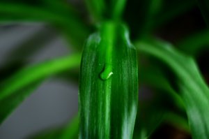 Для макро отрывай больше диафрагму (меньше значение d)