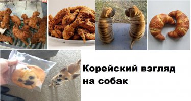 18 смешных собак, которые выглядят как нечто другое