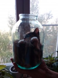 Полуторалитровая кошка