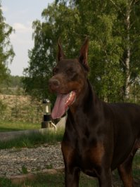 Красавец! У меня раньше тоже доберманша была: