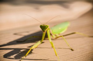 и тем не менее, фото хорошие. Я себе Nikon 40мм взял, неплохо в целом, но хотелось бы более мощный объектив.