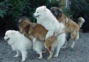 Поезда они любят, что тут сказать!)