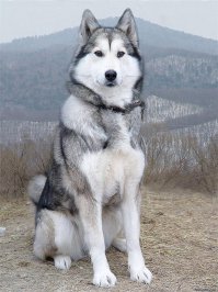 Всё время держу только вот этих милых сук.