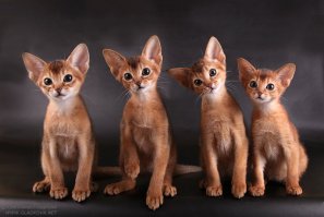 13 аргументов, почему вам нужно завести еще одного кота