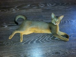 красавцы! тоже хотел такого.была пушистая кошка, шерсть чесать надо чуть ли не через день.  она будет везде на одежде, в еде, по всем щелям в квартире ! конечно привыкаешь куда деться ! я вот себе такую купил . мотор у нее в попе . прыгает с места 1.5 метра!