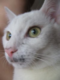 14 котов, очень некомфортно чувствующих себя перед веб-камерой