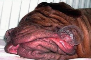 Неловкий момент нефотогеничности для животных