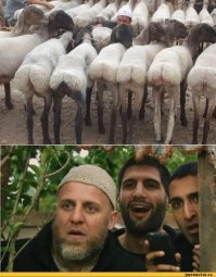 Как ослик Иа познакомился с двумя туристками