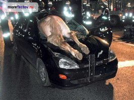 Курьезные дорожно-транспортные происшествия 