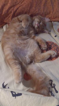 Смешные комиксы, которые поймут те, у кого есть кот